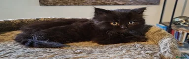 British Longhair Kitten 4