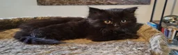 British Longhair cats for sale: British Longhair Kittens - Advert 16