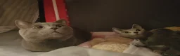 Russian Blue cats for sale: Fully TICA reg pedigree stunning kittens-READY NOW - Advert 34