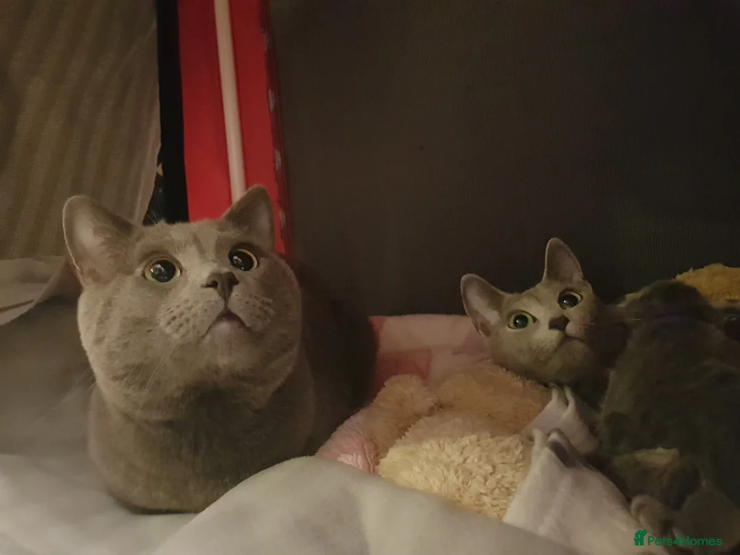 Russian Blue cats for sale: Fully TICA reg pedigree stunning kittens-READY NOW - Advert 34