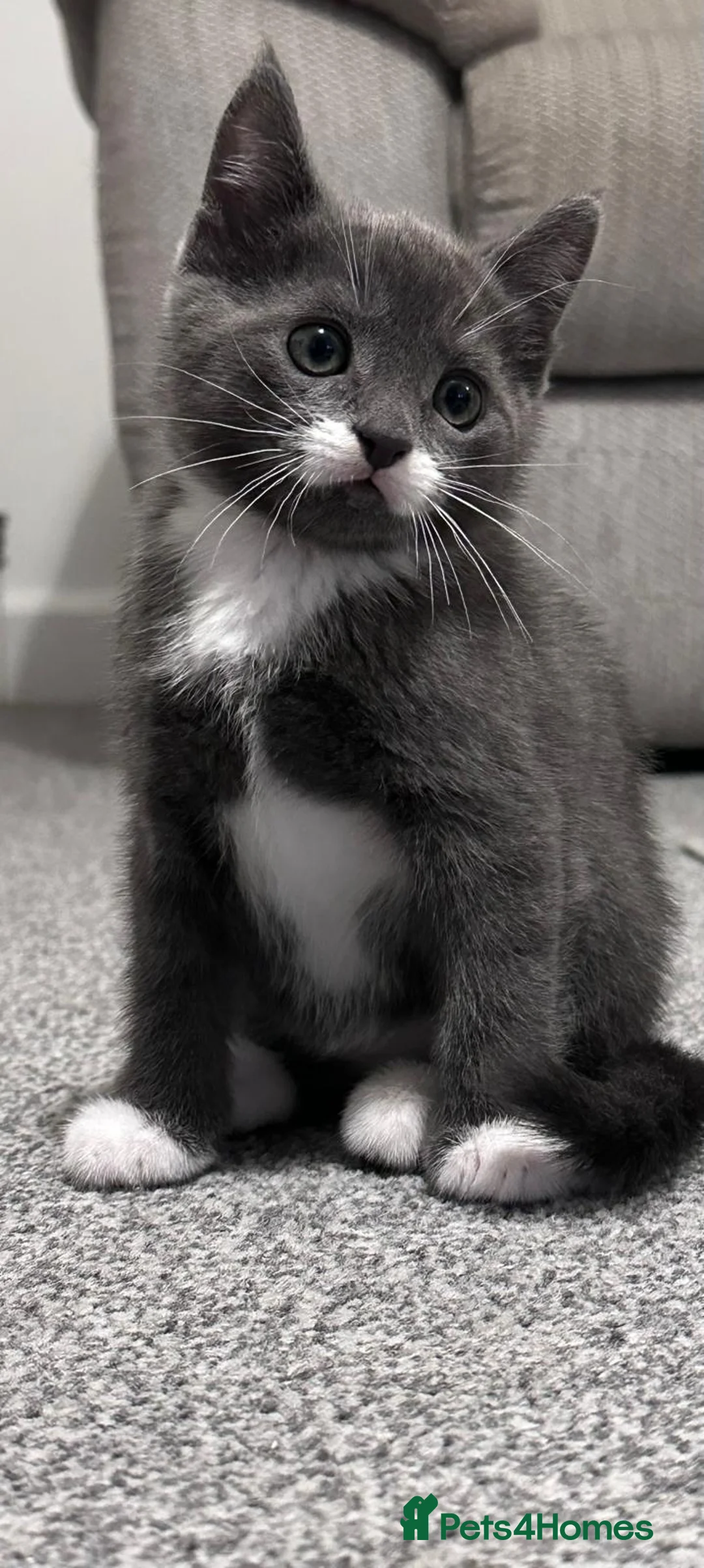 Mixed Breed cats for sale: Gorgeous playful kittens ready to go - Advert 7