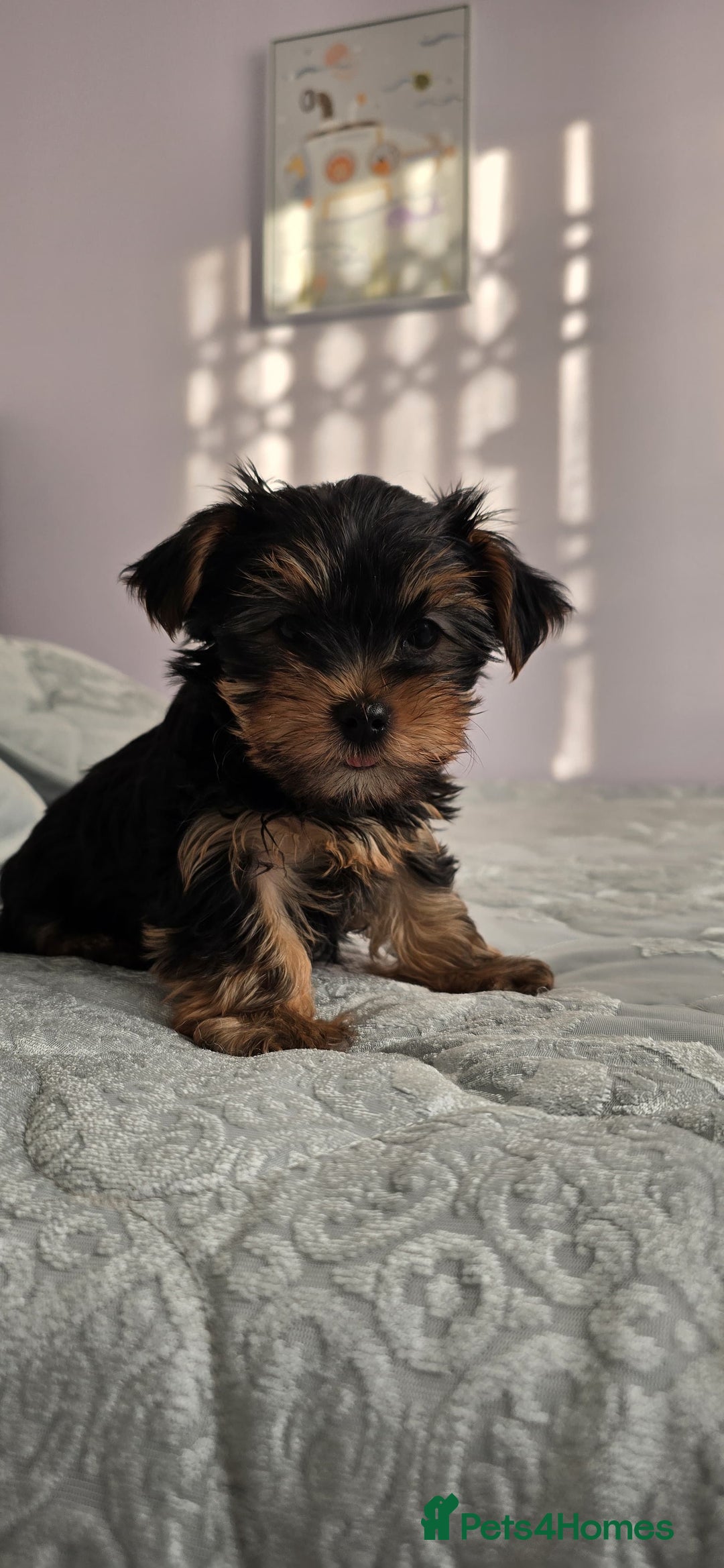 Yorkshire Terrier dogs for sale: Adorable Yorkie Puppies Ready 4 Their Forever Home - Advert 8