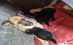 German Shepherd dogs for sale: German shepherd's long hair - Image 6