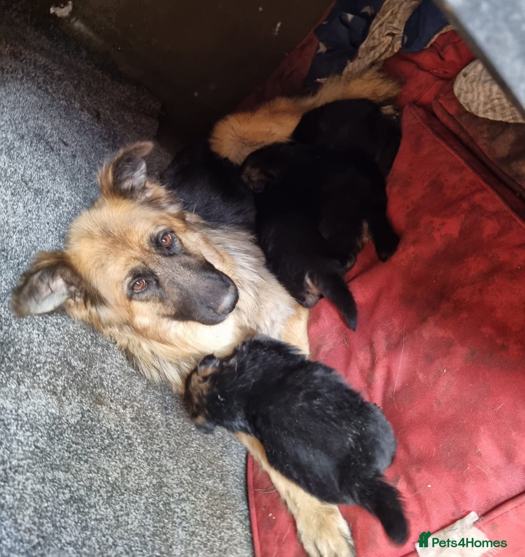 German Shepherd dogs for sale: German shepherd's long hair - Image 6