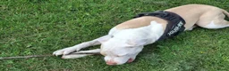 American Bull Staffy dogs for sale: American bull dog cross staffy in Barnsley - Advert 1