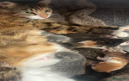 British Longhair cats for sale: Miss Jane  - Image 4