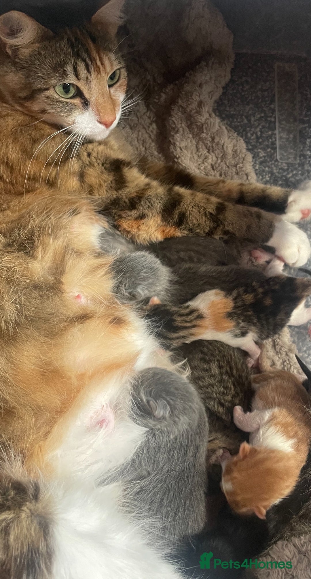 British Longhair cats for sale: Miss Jane  - Image 4
