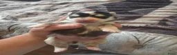 Pomsky dogs for sale: Mirco Pomsky Puppys For Sale - Advert 10