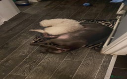 Staffordshire Bull Terrier dogs for sale: Blue Staffordshire  - Image 7