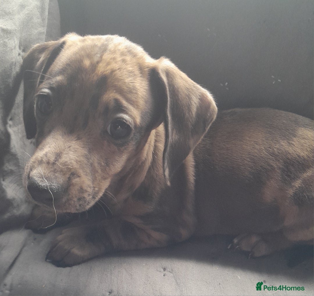 Miniature Dachshund dogs for sale: Miniature dachshund ( sausage dog) puppies - Image 3
