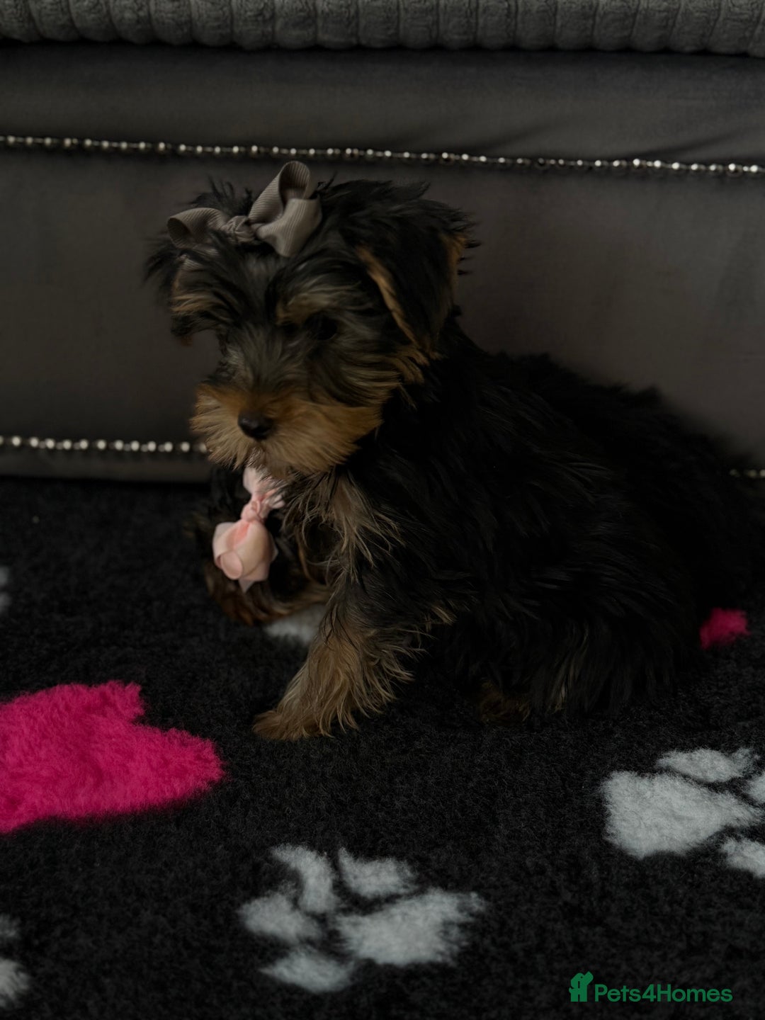 Yorkshire Terrier dogs for sale: Double vaccinated ready to leave - Image 7