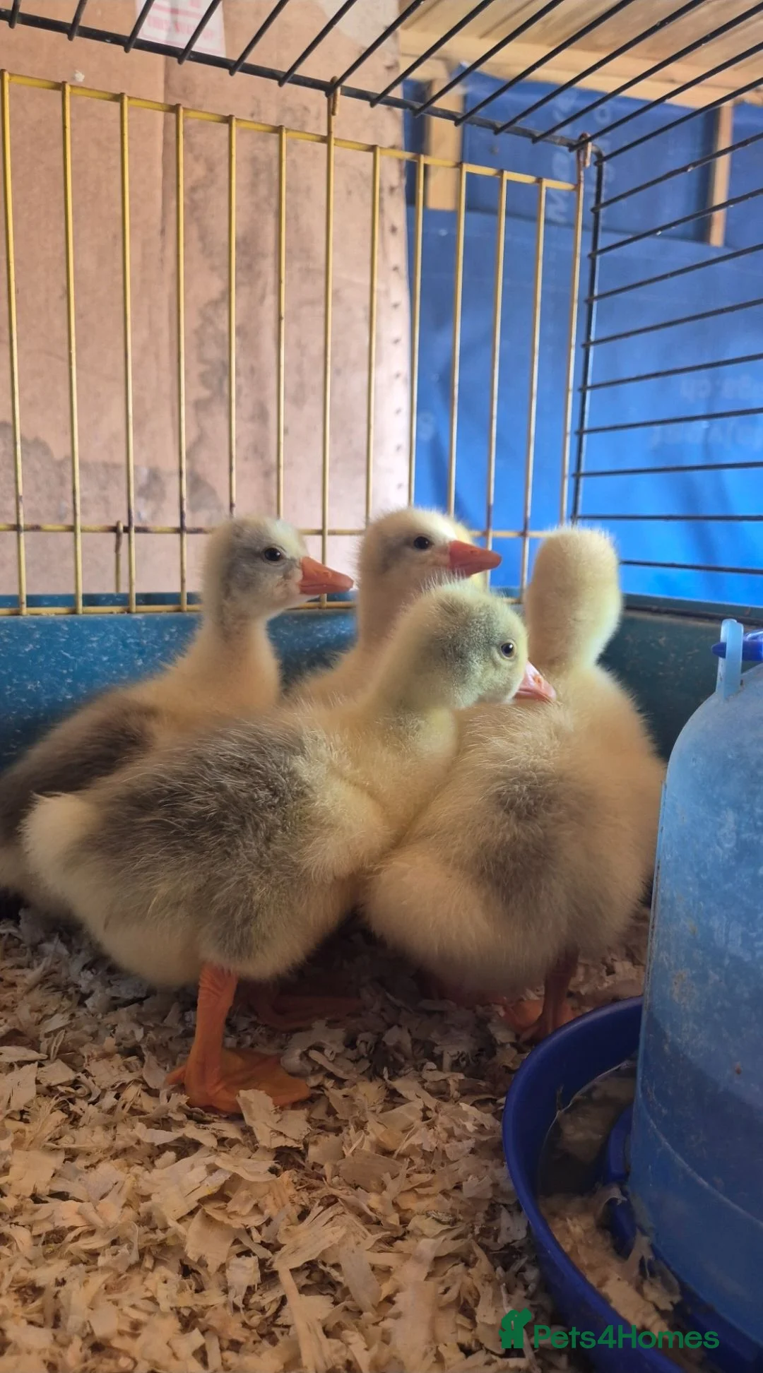 Geese poultry for sale: White sebastopol goslings for sale - Advert 1