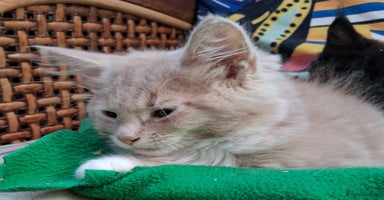 Maine Coon cats - Advert 15