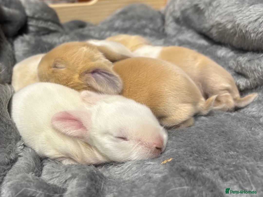 Mini Lop rabbits for sale: 4 beautiful mini lop babies - Image 5