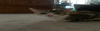 Kitten 3