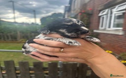 Cockapoo dogs for sale: Stunning f1b cockapoo puppies!!  - Image 9