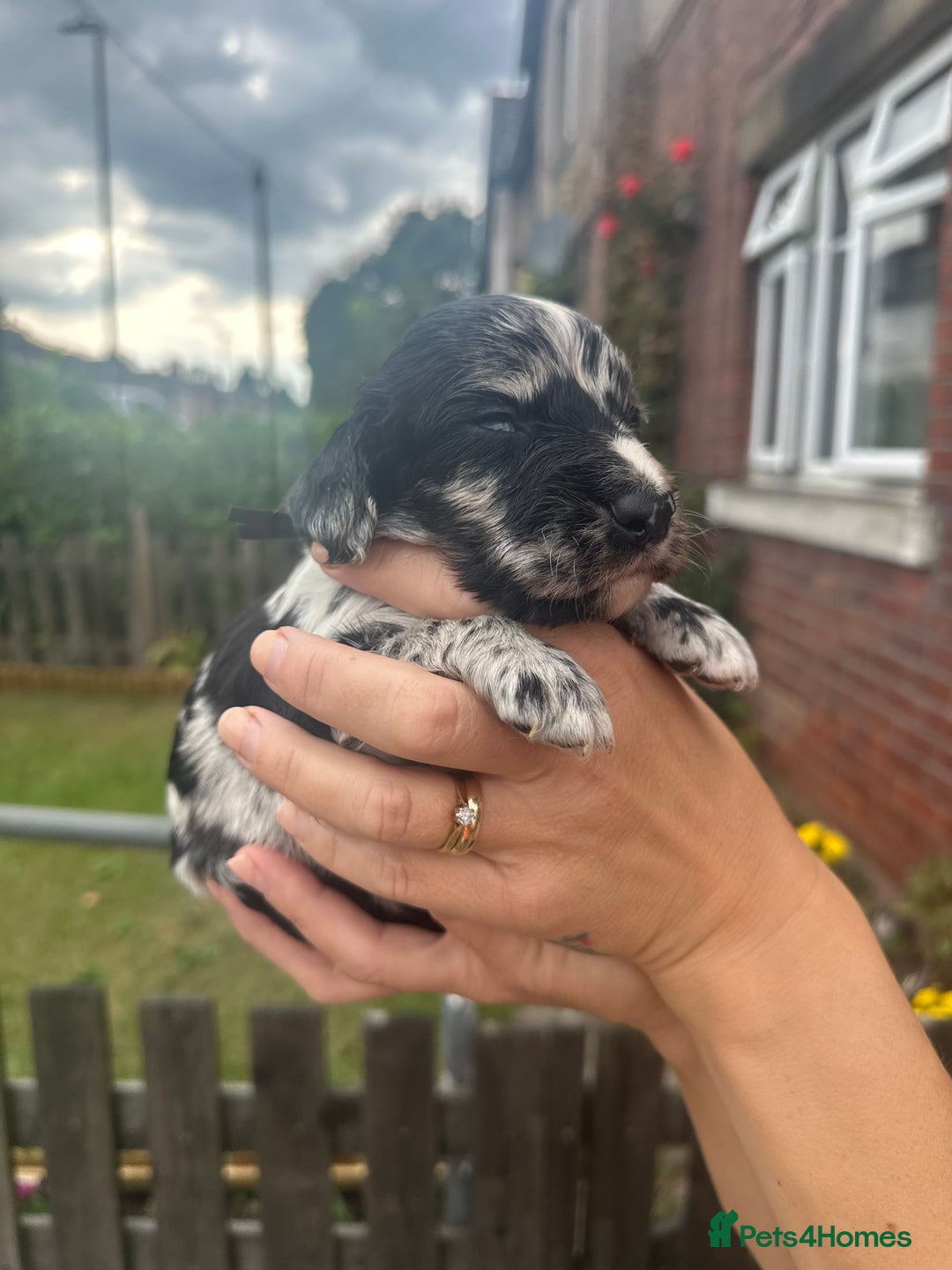 Cockapoo dogs for sale: Stunning f1b cockapoo puppies!!  - Image 9