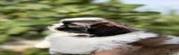Shih Tzu dogs for sale: 5 purebred adorable fluffy shihtzu’s ready to view - Advert 32