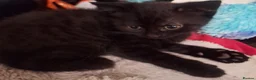 Mixed Breed cats for sale: Very nice kittens:3 boys and 3 girls - Advert 38