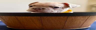 French Bulldog 4