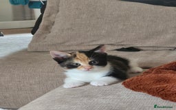 Mixed Breed cats for sale: Short haired kittens  - Image 4
