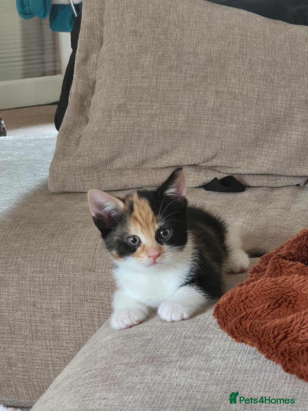 Mixed Breed cats for sale: Short haired kittens  - Image 4
