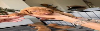 Hungarian Vizsla 3