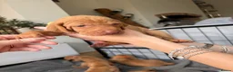 Hungarian Vizsla dogs for sale: Homebred beautiful vizslas - Advert 8
