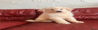 German Shepherd 2 white boy