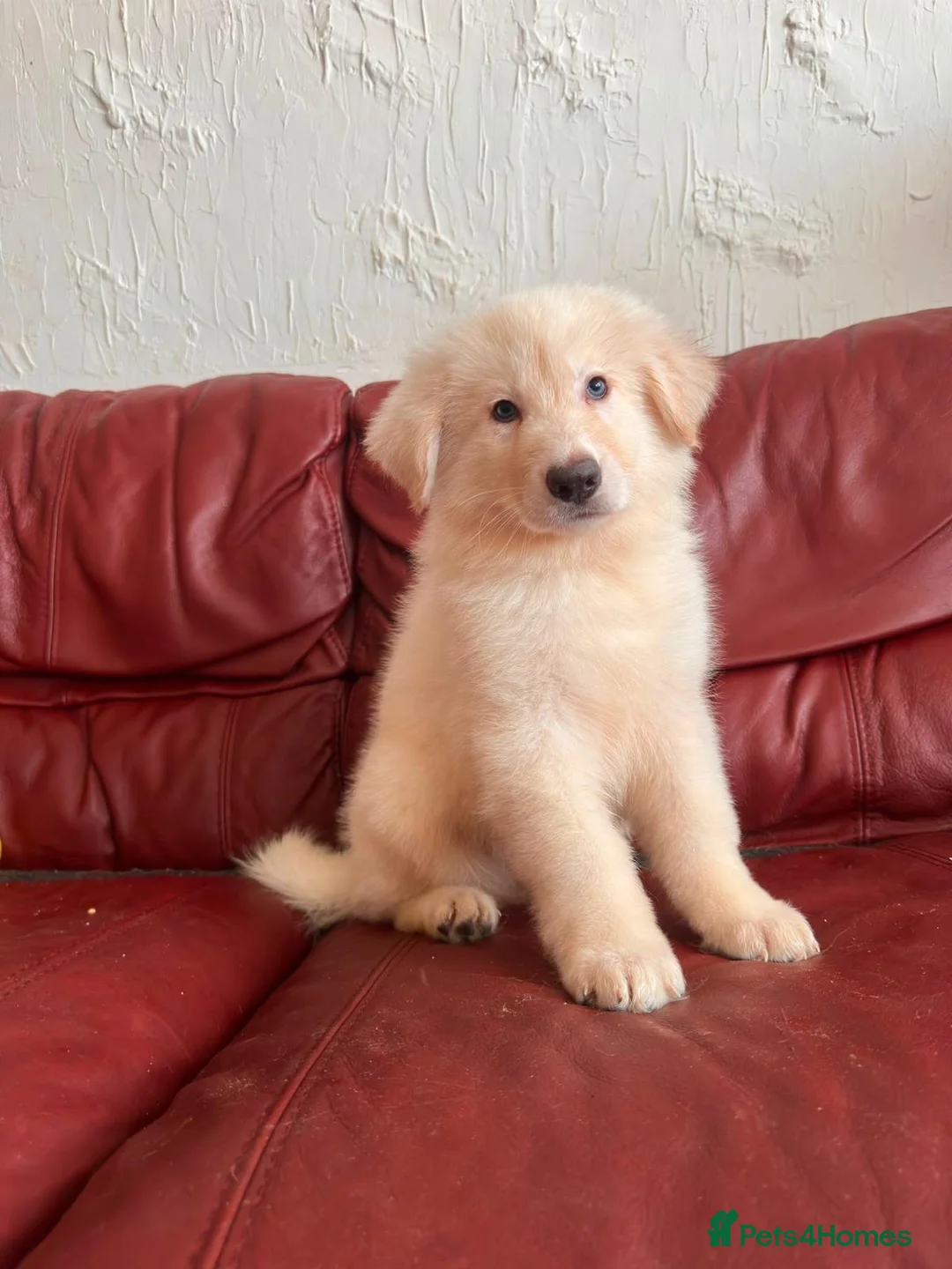 German Shepherd dogs for sale: Stunning quality GSD pups looking for new home!  - Advert 23