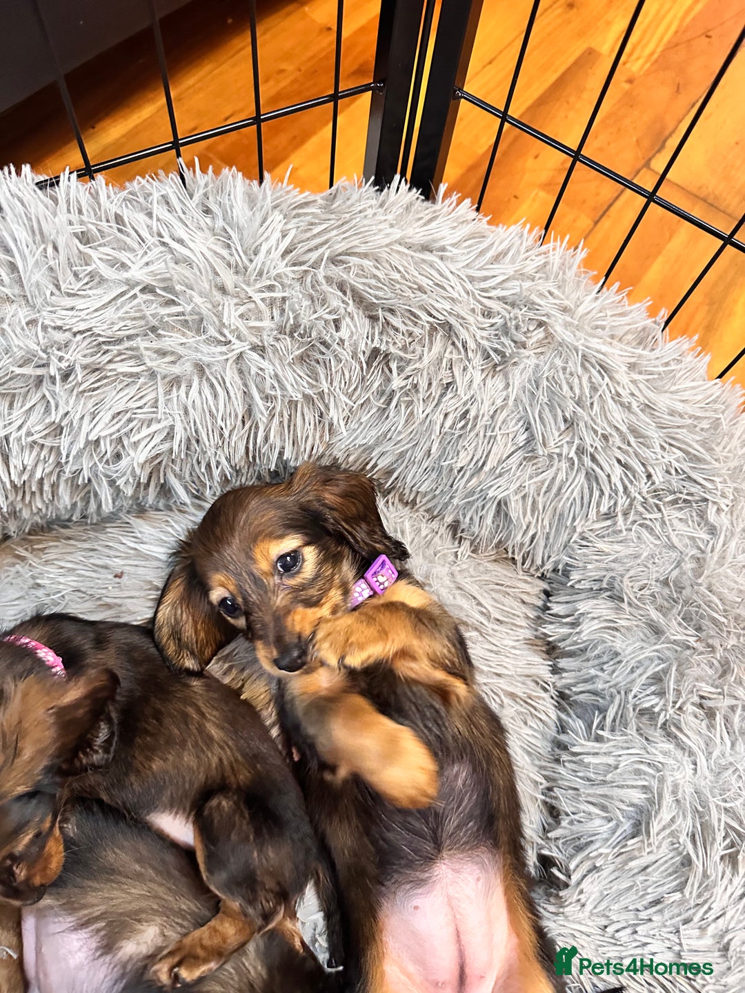 Miniature Dachshund dogs for sale: Miniature Long-Haired Dachshund Puppies - Image 4