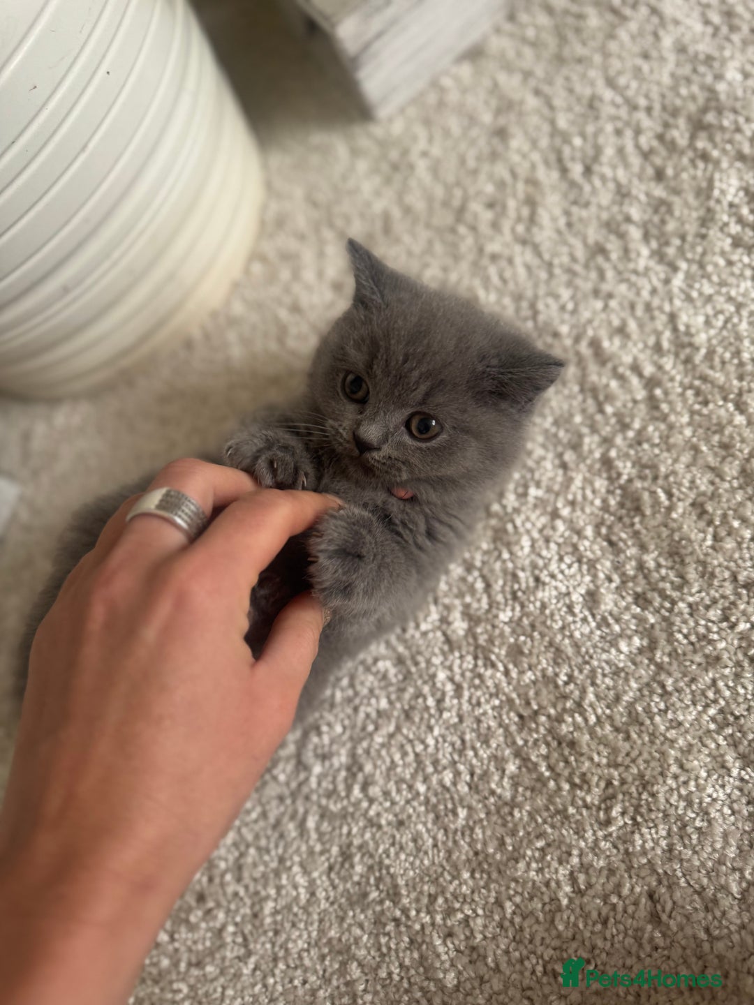 British Shorthair cats for sale: GCCF chunky blue British shorthair kittens😻🐾 - Image 15