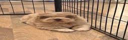 Chow Chow dogs for sale: Chow chow puppies  in Sandbach - Advert 3