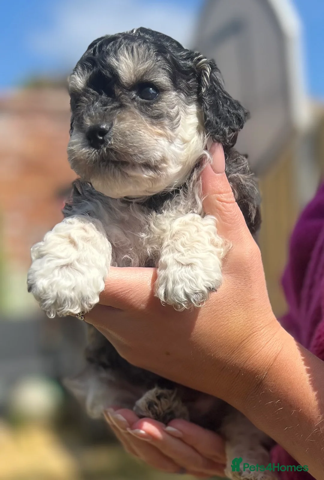 Cockapoo dogs for sale: Cockapoo Puppies  - Advert 6