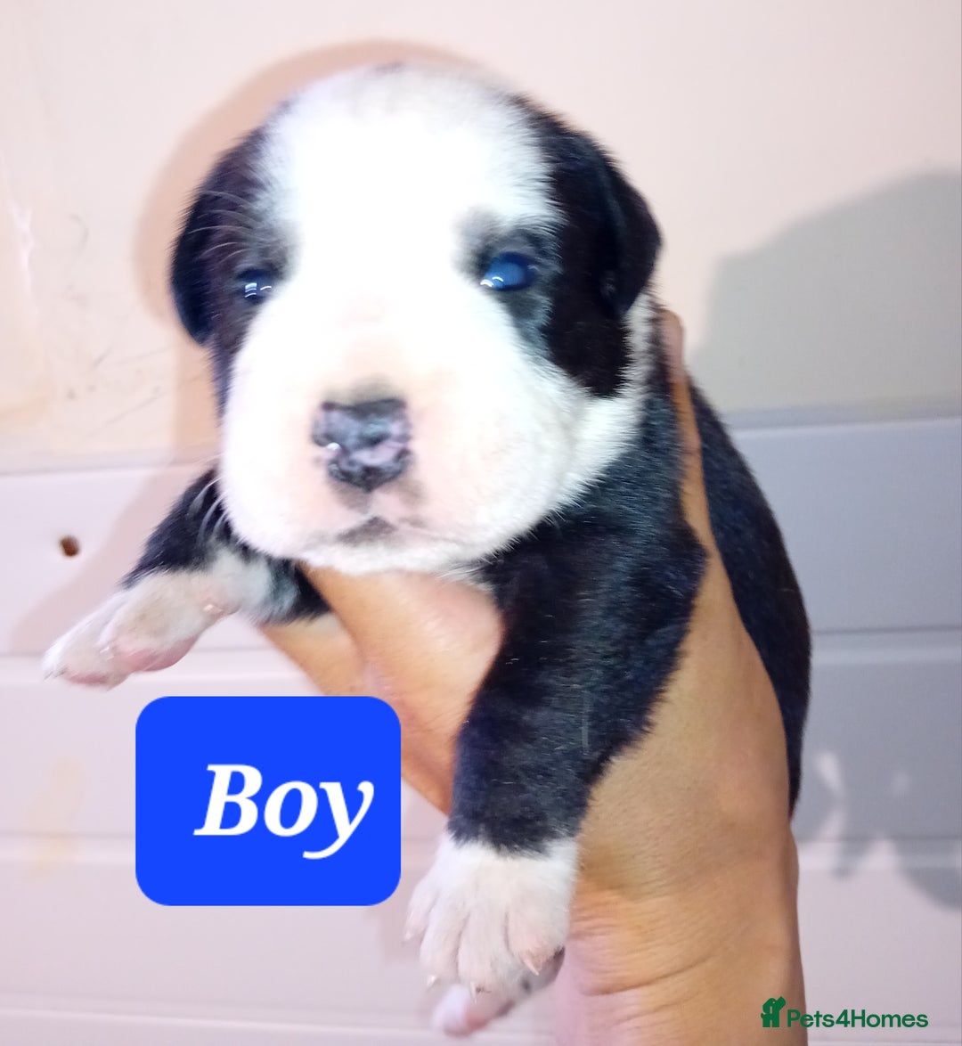 Mixed Breed dogs for sale: Taylors Minidane (Bulldane) Pups Available  - Image 14