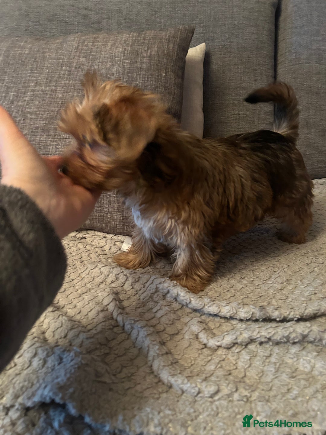 Biewer Terrier dogs for sale: Choco,black & ocean pearl Biewer Terrier - Advert 10