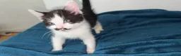 Mixed Breed cats for sale: Five beautiful kittens - Advert 6