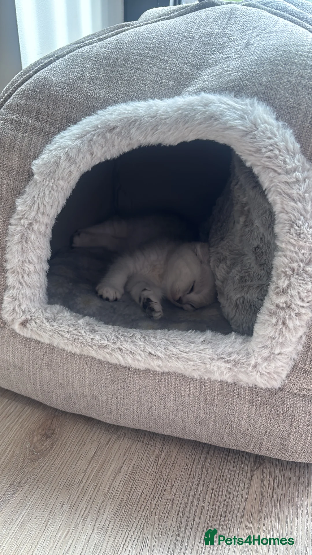 Scottish Fold cats for sale: Beautiful Scottish fold - Advert 6