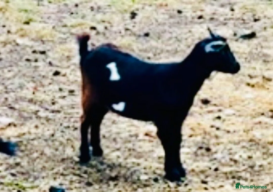 Goats livestock for sale: PYGMY GOATS - Females Only - Advert 5