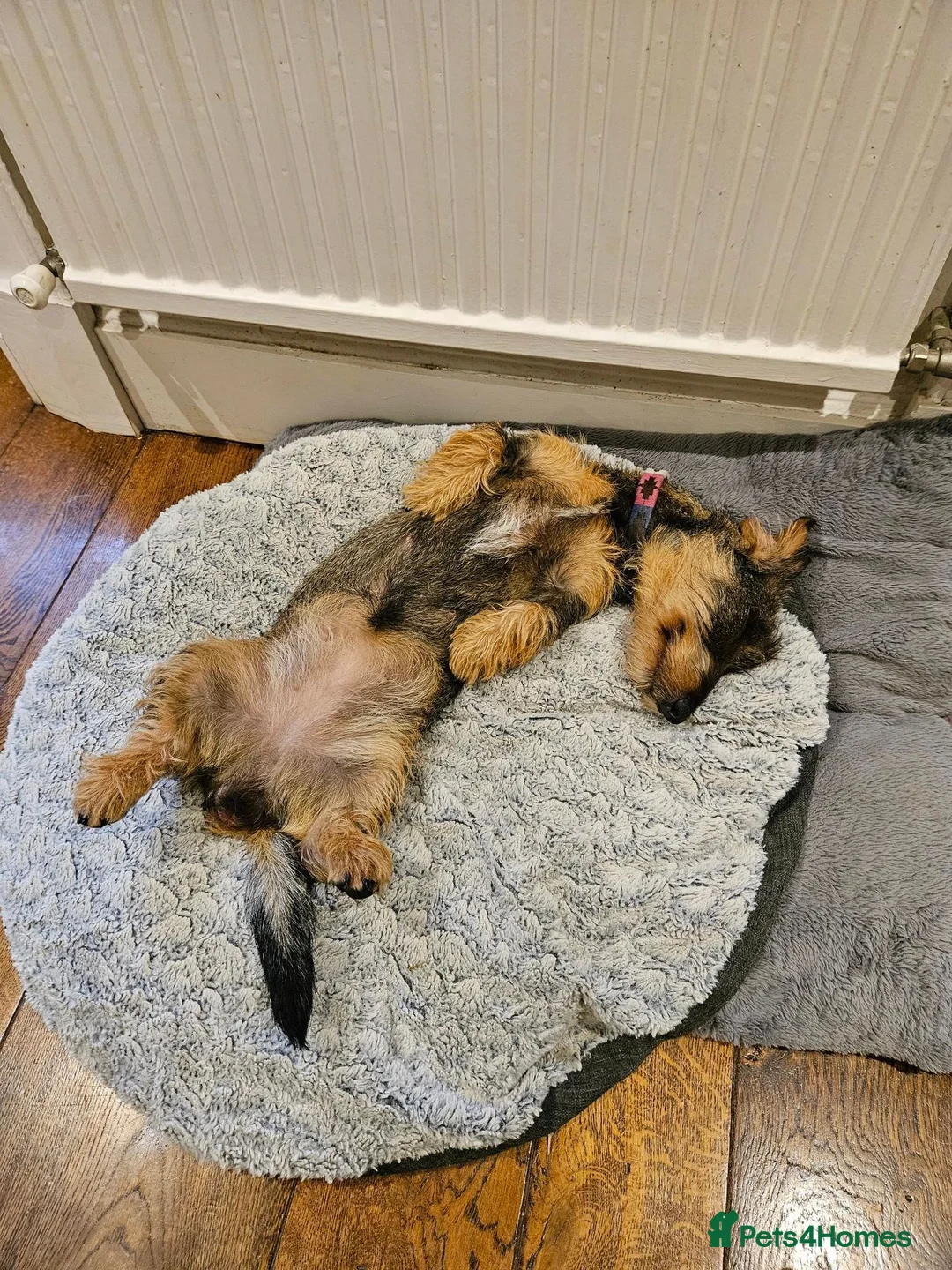 Dachshund dogs for sale: Wirehaired standard Dachshund puppies - Advert 2