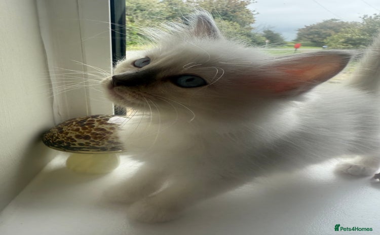 Ragdoll cats - Advert 1