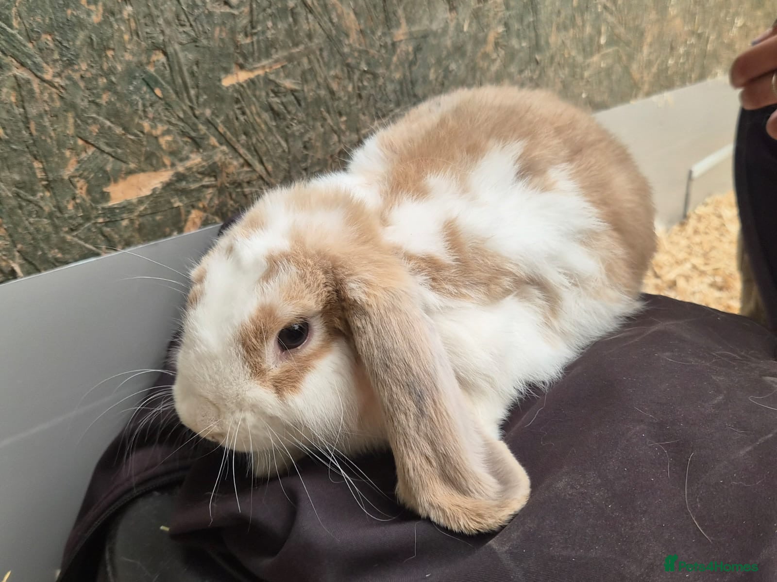 Mini Lop rabbits Beautiful boy mini lop - Advert 9