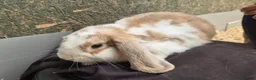 Mini Lop rabbits for sale: Beautiful boy mini lop - Advert 1