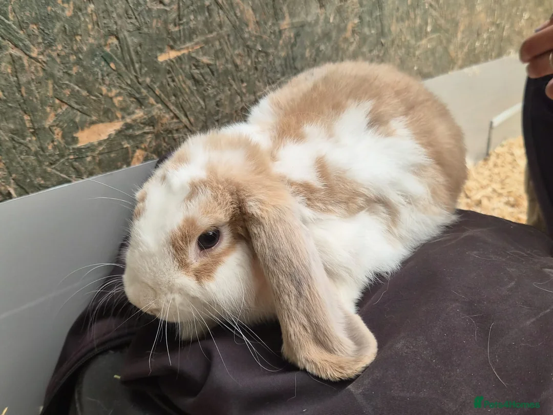 Mini Lop rabbits for sale: Beautiful boy mini lop - Advert 1