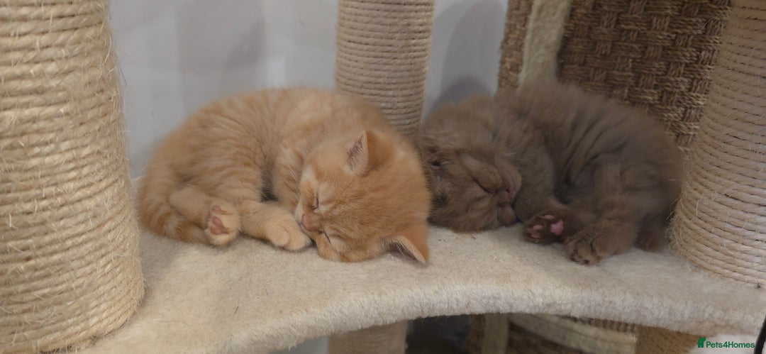 British Shorthair cats for sale: ✨ British Shorthair & Longhair Kittens Available ✨ - Advert 6