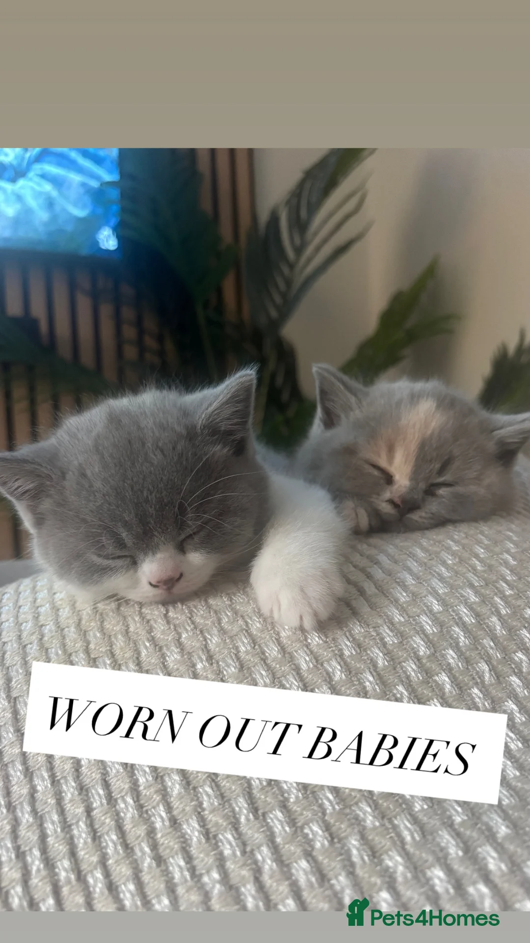 British Shorthair cats for sale: 🏆 Champion bloodlines, Beautiful BSh kittens   - Advert 2