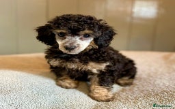 Toy Poodle dogs for sale: Our gorgeous and rare coloured toy poodles - Image 7