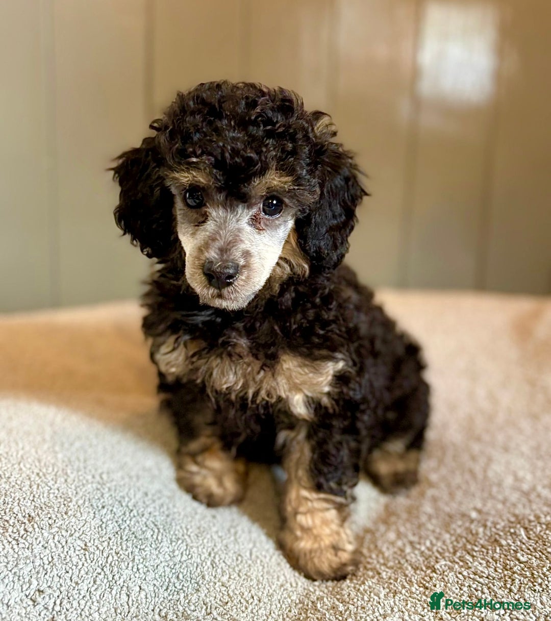 Toy Poodle dogs for sale: Our gorgeous and rare coloured toy poodles - Image 7