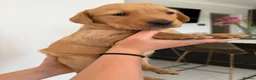 Goldador dogs for sale: Goldador puppies  - Advert 7