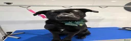 Sheprador dogs for sale: Oreo 3 years  in Nottingham - Advert 1